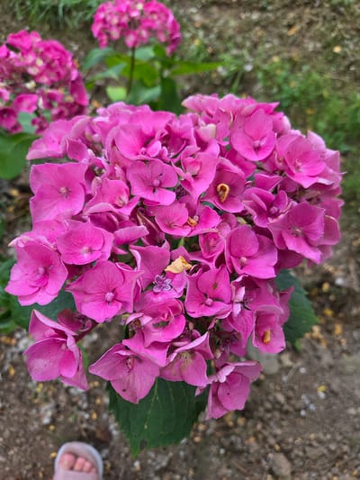 In Doneztebe / Santesteban, Spain, a close-up, eye-level, vertical shot captures a cluster of bright pink hydrangeas in full bloom. The flowers are the dominant subject, with their intricate petal structures and vibrant color. In the foreground, a blurred portion of a person's foot wearing a light pink sandal is visible, suggesting a casual outdoor setting. The background is a mix of green foliage and earthy ground, indicating a garden or natural environment. The lighting appears to be natural daylight, casting soft shadows.