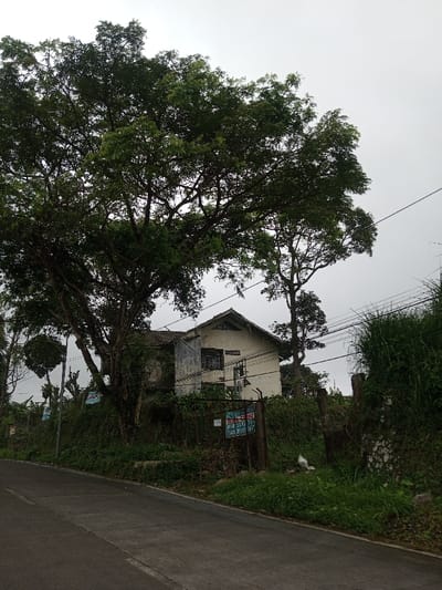 The scene depicts a residential street in Ambakirano, Madagascar, under an overcast sky. A dark gray paved road occupies the lower left and central foreground, curving slightly to the right. To the right of the road, an elevated bank or verge is covered with dense green vegetation, including tall grasses, bushes, and vines. A large, mature tree with a broad, leafy canopy dominates the left side of the image, its multiple dark trunks visible behind the road and rising towards the center.
Behind the immediate vegetation and partially obscured by the large tree, a two-story, light-colored (off-white or cream) house with a dark-tiled, pitched roof and a prominent front gable is visible. The house shows signs of weathering, with some discoloration on its walls. Multiple dark-framed windows are present on the front facade. An external unit, possibly an air conditioner, is mounted on the wall below one set of windows.
In front of the house, a metal fence or gate system is partially obscured by vegetation. Two signs are attached to this fence; one, partially visible, contains text including "DIZAO MIVIDY" (Buy Diesel) and "TSARA MURI". A white plastic bag is visible on the ground near the base of the fence, to the right of the signs. Wooden posts are interspersed along the elevated bank. Multiple power lines or communication cables extend horizontally across the upper mid-ground, running between utility poles that are mostly obscured by trees and foliage on the right. No individuals, actions, or interactions are visible.