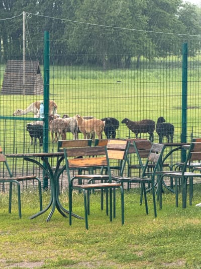 The image shows an outdoor seating area with metal and wooden tables and chairs in the foreground. Behind this, a wire mesh fence encloses a grassy field with several animals, including sheep and a llama. A small wooden structure is visible in the background. The scene appears to be set in Zaliznychne, Ukraine, and it is raining, with visible raindrops in the air. The ground is covered in green grass and some gravel.