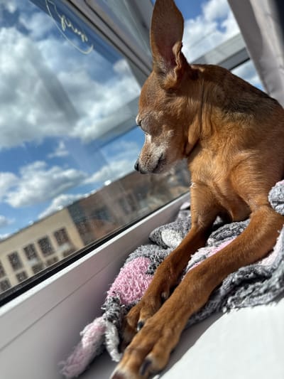 A small brown dog with large ears rests on a window sill, looking out at a cloudy sky. The dog is nestled on a pink and grey blanket. Through the window, buildings are visible in the distance. The scene is set in Laikovo, Russia.