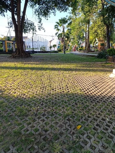 The scene shows a paved area with a diamond pattern in Kecamatan Asembagus, Indonesia, near latitude -7.75, longitude 114.218. The paving is overgrown with short green grass. There is a large tree trunk in the foreground on the left side of the frame, with its leafy branches growing out of the image. The paving continues in the background with a white structure in the middle distance. The ground is mostly shaded and there is a single fallen, yellow leaf on the paving in the bottom right of the frame. There are trees in the background, some with green leaves, and one with a tall, palm tree-like shape. There are no people or animals present. The scene is quiet and peaceful.