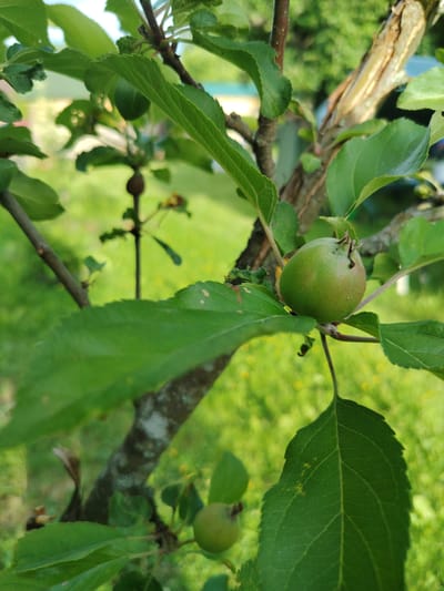 A close-up, vertical, eye-level shot shows a small, unripe green apple hanging from a branch of a tree. The apple is slightly round with some lighter green or yellowish areas on its surface. It is surrounded by large, green leaves, some of which are in focus and clearly show their veined texture and serrated edges. The tree trunk is visible, with its rough bark and some lighter, dry patches. The background is a blur of green grass and hints of distant structures, suggesting an outdoor environment, possibly a garden or yard in Novaya Prismara, Russia. The lighting appears to be natural daylight, casting soft shadows. There are no people or animals visible in the image.