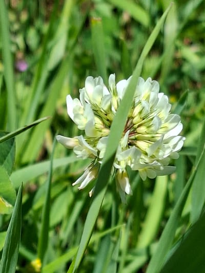 A close-up, vertical shot captures a cluster of small, white flowers with yellow centers, peeking through tall, green grass. The flowers are delicate and appear to be clover. The background is a soft blur of green foliage, with a hint of pink in the upper left corner, suggesting other wildflowers or plants. The image is focused on the flower cluster, with blades of grass in the foreground and on the sides partially obscuring the view. The lighting suggests it is daytime, with sunlight illuminating the scene. The overall impression is one of natural beauty in a grassy, possibly rural or park-like setting, in Toguz-Bulak, Kyrgyzstan.