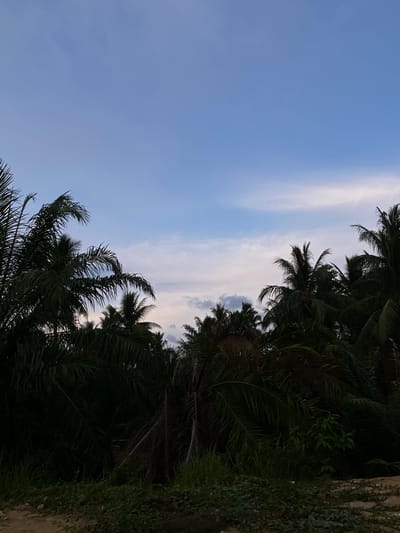 The image depicts a view of the sky partially obscured by palm trees and other vegetation. The sky is a light blue color with wisps of clouds. The vegetation is dense and dark green, suggesting a tropical environment. The image is rotated counterclockwise. The location is Tanjongkapai, Indonesia, based on user input. There are no people visible. The scene shows a natural landscape dominated by sky and tropical flora.