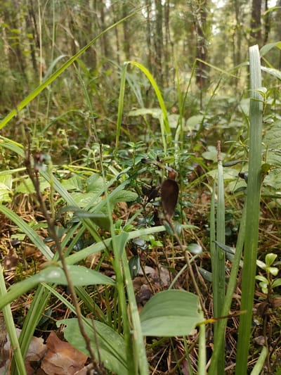 A close-up, low-angle shot captures a patch of a forest floor in Lebyazh'e, Russia. The foreground is dominated by various shades of green foliage and blades of grass, some of which are in sharp focus while others are blurred, creating a sense of depth. In the center of the frame, a small brown mushroom is visible, partially obscured by leaves. Behind the mushroom, the scene transitions to a blurred background of trees, indicating a dense forest environment. The lighting suggests an overcast day, as there are no strong shadows. The ground beneath the vegetation appears to be a mix of pine needles, moss, and leaf litter. The overall impression is one of a natural, wild setting.
