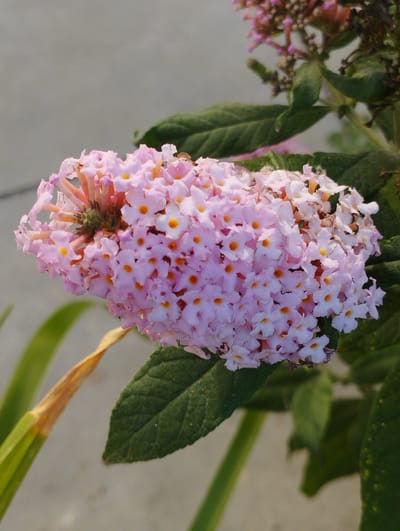 A close-up, eye-level, vertical, outdoor shot focuses on a cluster of pale pink butterfly bush flowers with small orange centers. The flowers are densely packed and some are beginning to wilt or dry at the edges. Dark green leaves with visible veins are present below and to the right of the flower cluster. A single, dried, yellowish-brown leaf is visible to the left of the flower cluster, positioned diagonally. The background consists of a muted, light gray, slightly textured surface, possibly concrete or pavement. The scene appears to be in Hospozín, Czechia.