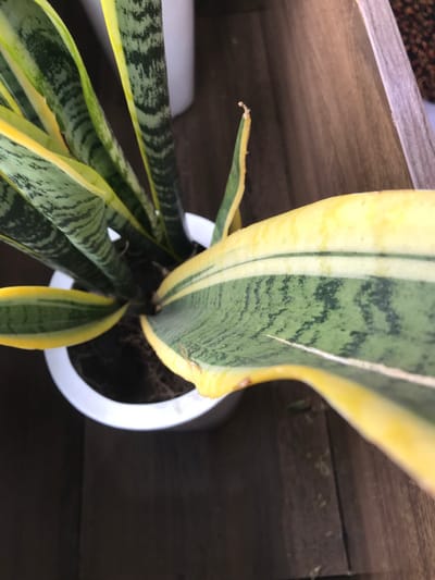 The image displays a potted Sansevieria trifasciata 'Laurentii' plant, commonly known as a snake plant, viewed from an overhead angle. The plant features multiple upright, sword-shaped leaves characterized by their dark green, mottled centers and distinct yellow margins. Some leaf tips exhibit minor browning or fraying. The plant is contained within a white, round pot filled with dark brown soil. The pot rests on a surface consistent with finished wood or laminate flooring/furniture. A partially visible, out-of-focus white object is present in the background. The environment appears to be an indoor setting. No individuals, discernible actions, or interactions are present. The specific location within the city of Calabar, Nigeria, cannot be determined from the visual evidence provided.