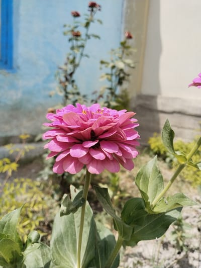In Tinchlik, Uzbekistan, a close-up shot focuses on a vibrant pink zinnia flower blooming in a garden. The flower, with its densely layered petals, is the primary subject, positioned slightly off-center to the left. In the background, a light blue wall with a visible blue window frame is partially obscured by the zinnia. Adjacent to the wall, a portion of a white building is visible. The ground is covered with dry soil and sparse vegetation. The lighting suggests it is daytime, with sunlight casting subtle shadows. The image appears to be a still photograph, capturing a moment of natural beauty in an outdoor urban setting.