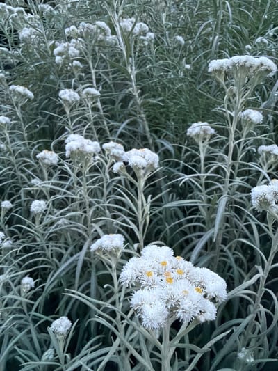 The image shows a close-up of a cluster of white, fuzzy flowers with small yellow centers, likely Anaphalis or a similar species. These flowers are growing in a dense patch of foliage, with tall, slender stems and long, silvery-green leaves. The background is filled with more of the same plant, creating a soft, textured backdrop. The lighting is subdued, suggesting it might be early morning or late evening, or simply an overcast day. The overall impression is one of natural, wild growth. The location is in the city of Creußen, Germany.