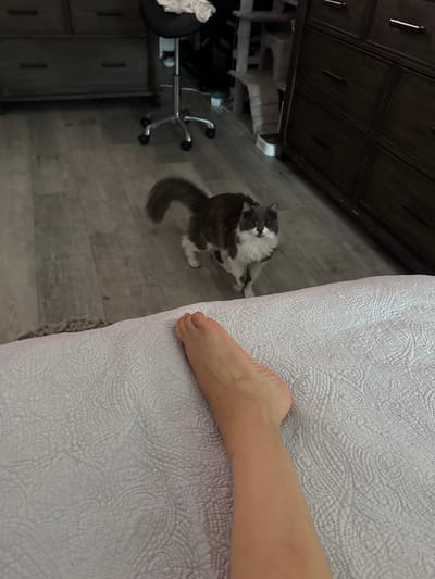 A person's foot is visible in the foreground of this indoor image, resting on a textured white comforter. In the mid-ground, a long-haired cat with grey and white fur stands on a wooden floor, facing the camera. The cat has a bushy tail that curves upwards. Behind the cat, a rolling office chair with a black seat is visible. The background features a dark dresser with multiple drawers on the right side of the image and another dresser and a cat tree on the left. The scene appears to be a bedroom. The location is identified as Bellmore, United States of America.