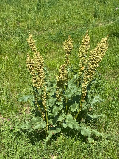 A large, leafy green plant with tall, spire-like flower stalks covered in small, light-yellow seed pods stands in a field of green grass. The plant's leaves are broad and crinkled. The field appears to be a natural area with other low-lying green plants and a few scattered small purple flowers visible. The lighting suggests a sunny day. There are no people visible in the image. The location is Kashira, Russia.