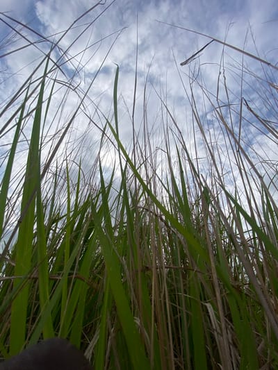 This low-angle photograph captures tall, thin stalks of grass and reeds reaching towards a cloudy, blue sky. The foreground is dominated by these green and brown stalks, with some appearing dried and brittle while others are vibrant green. A dark, rounded object, possibly a person's hand or head, is partially visible in the bottom left corner. The background reveals a sky with scattered clouds. The scene is likely an outdoor environment with ample vegetation. The location is specified as Ufueseni, Nigeria.