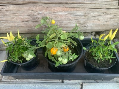 In Yamanovo, Russia, three potted plants are arranged in a black plastic tray. The tray sits on a textured surface, possibly paving stones. Behind the plants is a rustic wooden wall, weathered and horizontally planked.
The leftmost pot contains a pepper plant with several pale yellow peppers. The middle pot holds a tomato plant with both unripe green tomatoes and ripe yellow tomatoes. The rightmost pot features another pepper plant with pale yellow peppers. The plants are in dark plastic pots filled with soil. The overall scene depicts a small garden or balcony setup. There are no people or animals visible in the image.