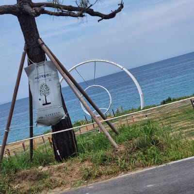 In Gangneung-si, South Korea, a large grey bag, possibly containing soil or fertilizer, is tied to the trunk of a pine tree which is supported by wooden stakes. The bag has text and an illustration of a tree. A circular metal sculpture is visible in the background, near the ocean. The ocean is blue and appears calm. The foreground shows a grassy area with some dry grass and a paved path. A rope fence is set up along the edge of the grassy area. The sky is a light blue with some wispy clouds.