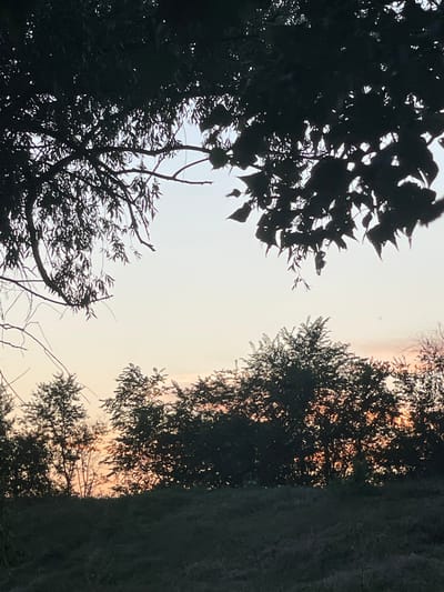 This is a vertical, low-angle shot taken from below, looking up at trees against a pale sky. Silhouettes of trees dominate the frame, with the sky in the background showing a soft, gradient of light, transitioning from a lighter tone at the top to a warmer, pinkish-orange hue near the horizon. This suggests a time around sunrise or sunset.

On the left side of the image, the silhouette of broad-leafed trees is prominent. Their leaves are dark and dense, creating an intricate pattern against the sky. Scattered branches and thinner foliage are also visible, adding to the texture of the silhouetted vegetation.

On the right side, a different type of tree is visible, characterized by its finer, needle-like foliage, creating a more feathery silhouette. The density of this foliage allows some of the warm light from the sky to filter through, creating a dappled effect. Further down on the right, a large, dark mass of foliage suggests another tree or a dense section of the forest, obscuring much of the sky behind it.

The overall impression is one of natural scenery, with a focus on the interplay of light and shadow in a wooded or forested area. The low angle emphasizes the height of the trees and the vastness of the sky. The faint, warm colors in the sky evoke a sense of tranquility and the beauty of nature's light displays. No people, objects, or text are visible in the image. The location context provided is Coșnița, Moldova.