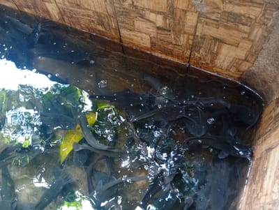 The image depicts a group of catfish swimming in murky water within a wooden enclosure. The wooden structure appears to be a rustic fish pond or container, with rough-hewn planks forming the sides. Sunlight reflects off the water's surface, creating bright highlights and obscuring some of the fish. Several catfish are visible, their dark bodies contrasting with the water. Some have long barbels, characteristic of the species. Green leaves are present in the water, possibly from overhanging vegetation or introduced as food. The overall scene suggests a fish farming or holding environment, likely in a rural or semi-urban setting. The location is specified as Azume, Nigeria, implying a tropical or subtropical climate, consistent with the presence of catfish and the type of enclosure.