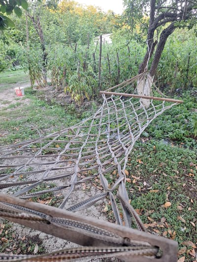This image depicts a hammock strung between two trees in a garden setting, likely in Nabran, Azerbaijan. The hammock itself is made of woven rope and has wooden spreader bars. It is suspended amidst lush green foliage and appears to be in use, as indicated by its slightly sagging form. Surrounding the hammock are various plants, including what appear to be tomato plants supported by wooden stakes. Fallen leaves are scattered on the ground, suggesting an autumn or late summer season. In the background, a white fence and more trees are visible, contributing to the natural, outdoor ambiance. The scene evokes a sense of relaxation and tranquility.