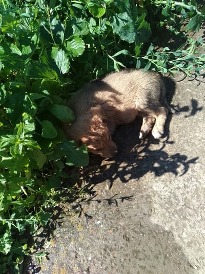 A small, light brown puppy sleeps peacefully on a concrete surface next to lush green foliage. The puppy is curled up on its side, its head resting on its paws. The sunlight casts distinct shadows of leaves and branches onto the concrete, suggesting it is a bright, sunny day. The green plants appear to be growing in a garden or natural outdoor setting, with some leaves showing water droplets. The concrete surface is rough and speckled with small stones, indicating it could be a pathway or patio. The overall scene evokes a sense of tranquility and warmth, with the puppy enjoying a nap in the sun. No people are visible in the image, nor is there any visible text. The location context is Nicorești, Romania.