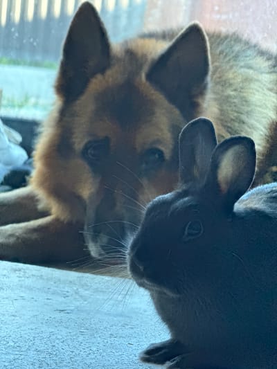 In this close-up shot, a German Shepherd dog and a dark-colored rabbit are captured in an intimate moment. The dog, with its distinctive tan and black fur, is positioned behind and to the left of the rabbit, its head tilted slightly as it peers towards the smaller animal. The rabbit, with its prominent ears and delicate whiskers, is facing the dog, its gaze directed downwards. Both animals appear curious and calm, suggesting a peaceful coexistence.

The background is softly blurred, hinting at an indoor setting with hints of natural light coming from the left, possibly through a window with vertical blinds. The lighting suggests it could be daytime, though the overall atmosphere is somewhat subdued. The foreground features a textured, light-colored surface, possibly a wall or a table, on which the rabbit's whiskers are resting. The image conveys a sense of gentle interaction and a quiet, domestic scene in Beryozovsky, Russia. There is no visible text in the image.