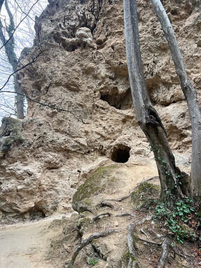 The scene depicts a natural outdoor environment located in Despotovac Municipality, Serbia. A large, light-colored limestone rock face dominates the left and central portions of the frame, exhibiting extensive erosion, pitting, and irregular texture. Two distinct, dark cave entrances are visible: a larger, rounded opening centrally located in the lower-middle section of the rock, and a smaller, elongated opening positioned above and to its left. Numerous smaller cavities and overhangs are present across the entire rock surface. To the right, two slender, greyish-brown tree trunks with minimal foliage rise diagonally, with one showing a small cavity on its surface. Green ivy clings to the base and lower section of the rightmost tree. Exposed, gnarled tree roots snake across the uneven dirt ground in the foreground, where patches of moss and scattered dry leaves are also present. A dirt path or trail extends along the base of the rock face towards the left. Bare tree branches are visible against an overcast sky in the upper left corner. No individuals, animals, or specific actions are depicted.