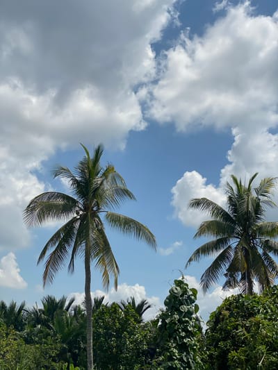 In Berangas Timur, Indonesia, a serene tropical landscape unfolds under a partly cloudy sky. Two prominent coconut palm trees, with their characteristic fronds reaching out, dominate the foreground. The tree on the left is taller and more centrally positioned, while the one on the right is slightly shorter and to the right. Their trunks are rough and textured, characteristic of mature palm trees. Below the palms, a dense green canopy of various tropical foliage stretches across the lower half of the image, hinting at the lush vegetation of the region. The sky is a vibrant blue, interspersed with large, fluffy white clouds that cast soft shadows. The scene suggests a clear, warm day, typical of this Indonesian locale.