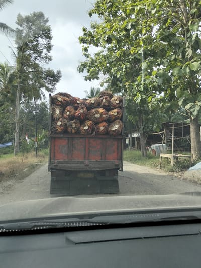 A red truck is filled with palm fruit bunches and is driving on a dirt road in Blang Mee, Indonesia. The truck is loaded with the fruit, which appears to be fresh and ready for transport. The truck is seen from behind, with the road stretching out in front of it. The area around the road is characterized by lush green vegetation, with palm trees and other tropical plants visible. The sky is overcast, with a few clouds scattered across it. A white and red flag is visible on a pole to the left of the truck. The scene is one of agricultural activity, with the truck likely heading to a processing plant or market.