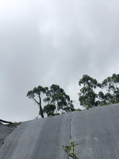 The scene depicts an uphill slope in Uato Carabar, Timor-Leste, covered extensively by a dark grey fabric, possibly a geotextile or agricultural netting, which features uniformly spaced vertical light-colored stripes. A vertical seam or tear is visible in the fabric near the center of the frame. Above the fabric-covered slope, a dense line of trees with green foliage stands against an overcast, light grey sky. One prominent tree on the left side of the frame exhibits visible organic growth, possibly moss or vines, on its trunk. A small, multi-branched plant with green leaves is partially visible in the lower right foreground. No individuals or specific actions are observed within the frame.