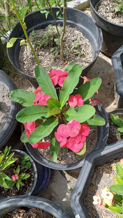In Cotgadong, Indonesia, a close-up, high-angle shot shows a potted plant with vibrant pink flowers and green leaves. The plant is in a black plastic pot filled with mulch and soil. Several other potted plants are visible around it, including one with smaller pink flowers and another with pale yellow flowers. The ground beneath the pots is concrete. Sunlight illuminates the scene, creating shadows and highlighting the textures of the plants and pots. There are no people present in the image.