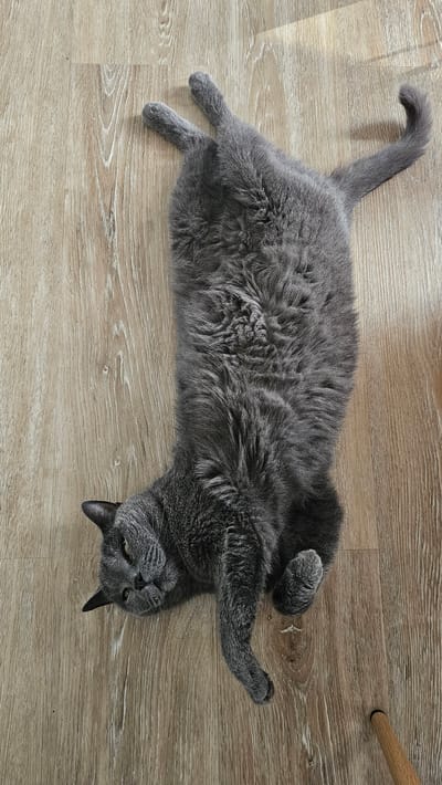 A gray cat lies on its back on a light brown wooden floor. The cat's eyes are partially closed and it appears relaxed. Its legs are splayed out to its sides and its tail is curled. Sunlight casts a shadow on the floor to the upper right of the cat. The scene is indoors and the flooring suggests it is a residential environment. There are no people visible in the image. There is no information available to indicate this image is from María De Huerva, Spain.