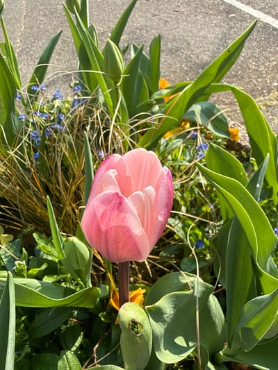 The scene depicts a single, partially unfurled pink tulip bloom positioned centrally within a garden bed. The tulip exhibits petals transitioning from light pink to a deeper rose-pink at the edges and tips, with visible striations. Its stem is a dark reddish-brown. Surrounding the prominent tulip are numerous other green tulip leaves and several unopened tulip buds. Smaller blue flowers, possibly forget-me-nots, are scattered among dried, light-brown grasses and fresh green foliage, predominantly on the left side and in the background. Scattered yellow and orange blossoms, potentially pansies or violas, are also visible within the bed. The ground behind the flower bed appears to be an asphalt or concrete surface with a faint white line visible in the upper right quadrant, suggesting a pathway or parking area. The lighting indicates direct sunlight, casting some shadows and highlighting the foliage. There are no individuals present in the image, and no specific actions or interactions are occurring. The location is stated to be Haguenau, France.