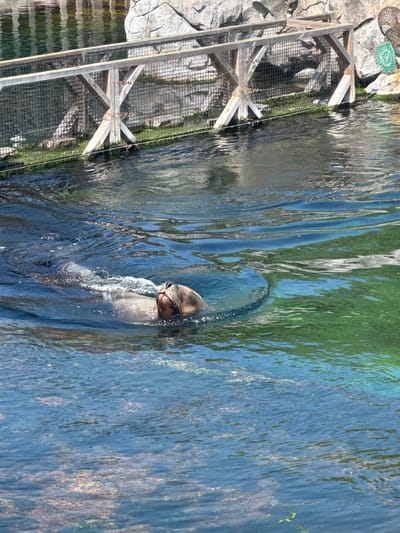In the city of Cambron-Casteau, Belgium, a seal is swimming in a body of water. The seal's head and part of its body are visible above the water's surface. The water is clear and blue with some green algae visible beneath the surface. In the background, there is a wooden fence with a mesh covering, and beyond that, large rocks and green vegetation. The overall scene suggests an outdoor enclosure, possibly a wildlife park or zoo.