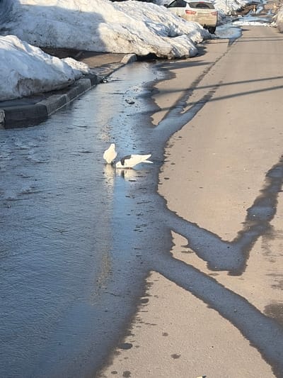 The photograph, taken in Kozlovka, Russia, depicts a roadside environment in winter. A gray asphalt road surface is partially wet, featuring dark, irregular patterns indicating areas of dampness or melting ice. A few pieces of white debris, possibly paper, are scattered near the road's edge. To the left, a snow-covered curb and adjacent area show substantial snow accumulation. A white vehicle is partially visible, suggesting other infrastructure elements nearby. Shadows indicate the direction of sunlight. The overall setting is urban, with evidence of winter conditions and road maintenance.