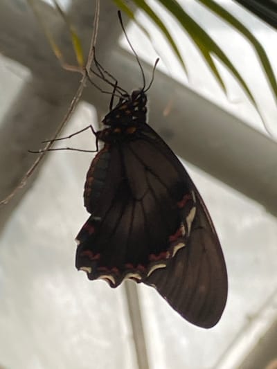 A butterfly, likely a Pipevine Swallowtail based on the dark coloration and red-orange markings on the edge of the wings, is perched on a thin green leaf. The butterfly is viewed from its side, showcasing the detailed pattern on its wings and its slender legs. The background appears to be a blurred mixture of greenery and an indeterminate white or light-colored surface. The location in Konya, Turkey is not determinable from the image itself, as there are no identifiable landmarks or contextual clues.
