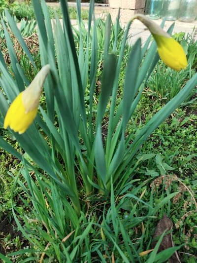 The image depicts a cluster of daffodils in a garden setting. Two prominent yellow daffodil buds are visible, surrounded by numerous green, blade-like leaves. The ground is covered in a mix of soil, grass, and small weeds. In the background, partially obscured, are what appear to be glass jars or bottles. The location is specified as Yerzhovo, Moldova, although no specific landmark or identifier of the city is visible in the image itself. The subject is daffodils in the garden. No people are visible in the frame.