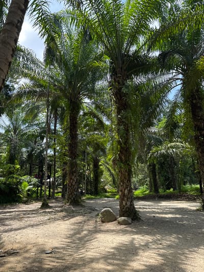 The image shows a row of palm trees along a dirt path in Tambon Song Phraek, Thailand. The trees are tall and have green fronds. The dirt path is light brown and has shadows from the trees. There are two rocks at the base of one of the trees. There appears to be a structure to the left of the path. The sky is visible through the trees.