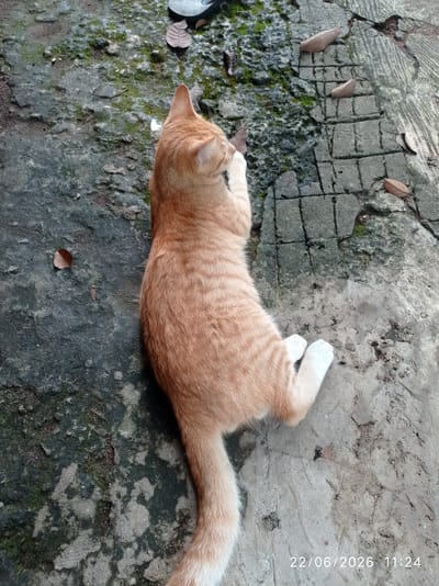 An orange tabby cat with white paws lies on a textured concrete surface. The surface is uneven and appears weathered, with patches of moss and dirt. Several dry leaves are scattered on the ground. In the background, a shoe or sandal is partially visible. The cat is positioned facing away from the viewer, with its head turned to the side and paws tucked in. A timestamp in the bottom right corner reads "22/06/2026 11:24". The image was taken outdoors in Sukaraja, Indonesia.
