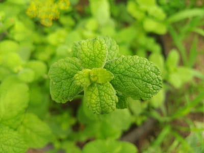 A close-up, top-down, eye-level shot captures a cluster of vibrant green mint leaves. The leaves are textured and slightly fuzzy, with a prominent network of veins visible on their surfaces. The central leaves form a compact bud-like structure, while larger leaves fan out to the sides. The background is a blur of varying shades of green, suggesting a garden or lush foliage. Out-of-focus yellow specks are visible in the upper left quadrant, possibly small flowers. The lighting is soft, highlighting the freshness of the leaves. The scene is devoid of any human presence or man-made objects, focusing solely on the natural subject. The image was taken in the city of Solonytsivka, Ukraine.