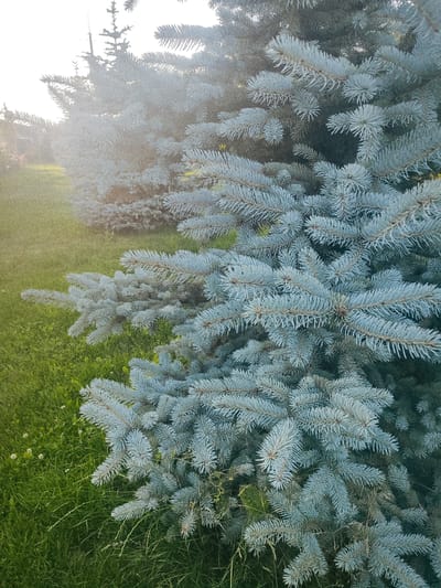 The image shows a close-up view of the branches and needles of a blue spruce tree, likely outdoors. The needles are a silvery-blue color and appear to be covered in a fine mist or dew, creating a slightly hazy effect, especially in the background. The tree is set against a backdrop of green grass, which is visible in the lower left portion of the frame. Further back, other blue spruce trees are partially obscured by the mist and sunlight. The lighting suggests it is either early morning or late afternoon, with the sun low in the sky and causing a bright, overexposed area in the upper left. There are no people or animals visible in the frame. The scene appears to be a park or residential garden.