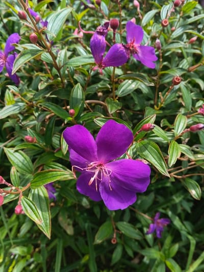 A vibrant cluster of purple flowers with visible stamen thrives amidst lush greenery. The blossoms, showcasing four distinct petals, vary slightly in shade and size, adding depth to the composition. Green leaves with prominent veins surround the blooms, contributing to the dense foliage. Small, dark red buds are dispersed throughout, hinting at future blossoms. The image captures the beauty of nature's intricate floral patterns.