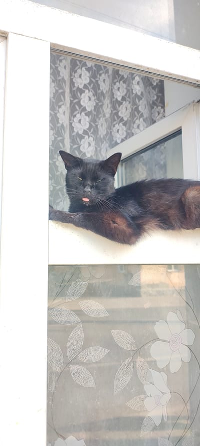 A black cat is lying on a windowsill in what appears to be an apartment in Малая Листовка, Russia. The cat has its tongue sticking out and its eyes are partially closed. Behind the cat, a white lace curtain is visible, and beyond that, another window with decorative frosted patterns of leaves and flowers. The overall scene is illuminated by natural light, suggesting it is daytime. The windowsill itself appears to be made of a light-colored material, possibly painted wood or plastic.