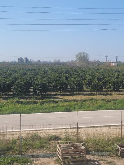 This image depicts a rural-agricultural scene in Ανδραβίδα, Greece, under a clear blue sky. In the immediate foreground, sparse dry grass and dirt are visible. A low, wire mesh fence with metal posts runs horizontally across the lower middle section of the frame. To the right of the fence, two wooden pallets are resting on the ground. Directly behind the fence is a paved road, light grey in color, with a faint, faded white line marking its center. Beyond the road, a strip of green grass and weeds precedes a vast, densely planted orchard of green-leafed trees, likely citrus, stretching horizontally across the midground. In the background, a cluster of trees and possibly distant structures are visible on the left. Towards the right, a prominent deciduous tree stands out, alongside multiple utility poles carrying power lines. A small, light-colored building with a reddish roof is also discernible in the far distance on the right. Several power lines traverse the upper portion of the clear blue sky. No individuals, vehicles, or specific actions are observable.