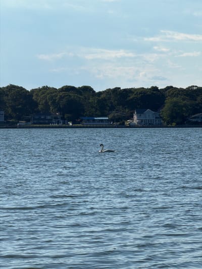 A single swan swims on the rippling surface of a body of water. In the background, a tree-lined shore is visible with several houses and docks. The sky above is a light blue with scattered clouds. The scene appears to be a waterfront residential area.