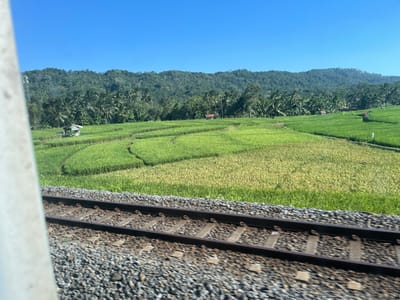 The image depicts a rural landscape seen from a moving train. In the foreground, there are train tracks with ballast and sleepers. The tracks run horizontally across the bottom of the frame. To the right of the tracks, there is a vibrant green rice paddy, cultivated in terraces with flowing water channels. In the background, a dense, lush green forest covers rolling hills, characteristic of the geography in Paguyangan, Indonesia. The sky is a clear, bright blue. A small, simple dwelling, possibly a farmer's hut, is visible within the rice paddy. The overall scene conveys a sense of rural tranquility and agricultural activity.