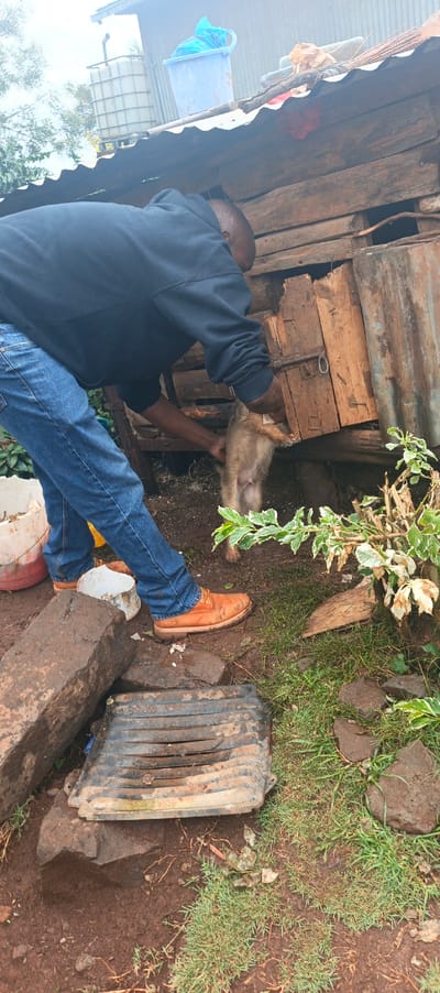 The image captures an outdoor scene, likely in a backyard or a functional compound, during daytime under what appears to be an overcast sky.
The central figure is a man, shown from the waist up, bending forward and interacting with a small animal. He wears a dark blue or black hooded sweatshirt, blue jeans, and tan/brown work boots (which appear to be Timberland brand, discernible from the logo on the side). His hands are holding a small, light brown/tan animal, possibly a puppy or a young dog, which has a small white tag attached to its neck area. The man appears to be either pulling the animal out of or placing it into a makeshift wooden structure.
This structure, possibly an animal shelter or a kennel, is constructed from weathered wooden planks and has a roof made of corrugated metal sheets. There is an opening or a door in the wooden part of the structure where the man's hands are placed, and the animal is partly inside and partly outside.
In the background, on the left side, a large white translucent bulk liquid container (IBC tote) used for water storage is visible, resting on a stand. Next to it, on the corrugated metal roof of another simple structure, sits a light blue plastic bucket with a blue plastic bag inside. Green foliage and trees are visible further in the background.
The ground is a mix of bare soil, patches of short green grass, and mud. Several large, dark, rough-hewn stones or concrete blocks are scattered across the foreground and mid-ground. A black, heavily worn, slatted object, possibly a broken plastic crate or an old plastic pallet, lies on the ground in the lower-center. A white bucket or container is also visible near the man's left foot. The overall environment suggests a practical and somewhat unkempt outdoor space.