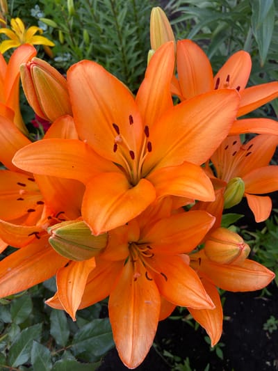 This is a close-up, top-down shot of several bright orange lily flowers and buds, clustered together. The petals are vibrant and have a slightly ruffled texture, with dark brown stamen visible in the center of the open blooms. Some of the buds are still closed, showing their green and orange-tinged outer layers. The background consists of blurred green foliage, with some darker areas that appear to be soil. There is also a hint of a yellow flower in the lower left corner. The lighting suggests it is daytime, and the focus is sharp on the flowers, with the background softly out of focus. The scene evokes a sense of natural beauty and a garden setting. There is no visible text. The image was likely taken in Mrakovo, Russia, based on the provided location context.