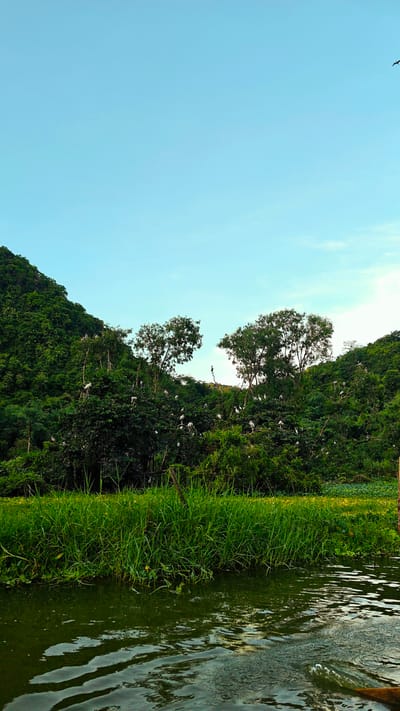 A vertical, eye-level shot captures a tranquil scene in Yên Sơn Ward, Vietnam. Lush green hills flank a body of water, dotted with numerous white birds perched on trees and branches. The sky is a clear, pale blue with a single bird in flight on the upper right. The foreground features rippling green water with visible disturbances from movement, suggesting a boat or disturbance in the water. Tall green grasses line the water's edge, with a dense green forest extending up the hillsides, obscuring the terrain beyond.