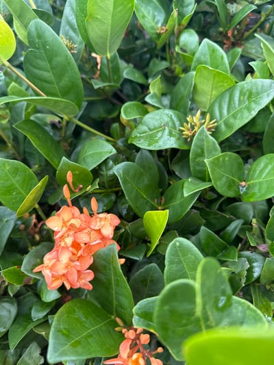The scene depicts a close-up view of vibrant foliage within the city of Ban Mai Saha Sampan, Thailand. The primary subjects are a dense arrangement of green leaves, many exhibiting visible water droplets on their surfaces. Several clusters of small, four-petaled flowers, ranging in color from orange to peach, are present, some fully bloomed and others still in bud form. A cluster of unopened buds, yellowish-green in hue, is visible near the top center. The overall environment is lush and appears moist, likely after recent precipitation. No human subjects, animals, or man-made objects are visible. The composition is entirely botanical, focusing on the plant's leaves and blossoms.