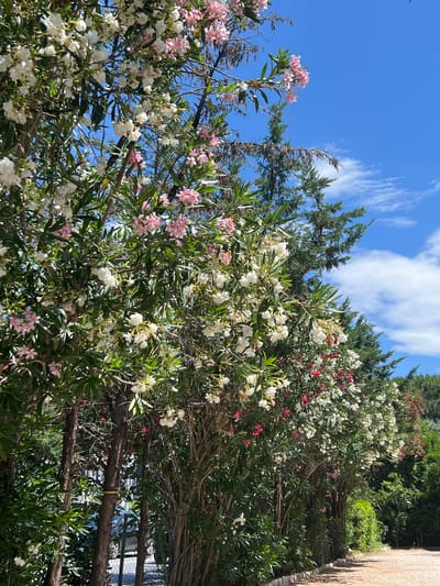 In Bijela, Montenegro, a row of dense oleander bushes with abundant white and pink blossoms lines a dirt path. The bushes are tall and thick, with narrow, pointed green leaves. Behind the oleanders, evergreen trees with dark green needles rise up, and beyond them, more lush green vegetation is visible. The sky above is a vibrant, clear blue, with a few wispy white clouds scattered across it. Sunlight illuminates the scene, casting shadows from the branches and leaves onto the path. The overall impression is one of natural beauty and a serene outdoor setting.