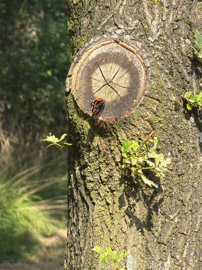 This image features a close-up view of a tree trunk, with a cut section visible on the left. A butterfly with black, orange, and white markings is perched on the bark near the cut. Small green leaves sprout from various points on the rough, textured bark, which is covered in patches of green moss and lichen. The lighting suggests it is daytime, possibly late afternoon given the shadows. The background is blurred, showing a hint of greenery and foliage, suggesting an outdoor, natural setting. Below the tree trunk, the bokeh effect indicates a depth of field focused on the bark. The image is taken from a slightly angled perspective, looking up at the underside of the tree trunk. No text is visible in the image. The context suggests this image was taken in Turnhout, Belgium.
