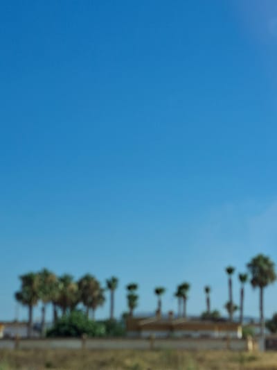 An outdoor, horizontal, medium-shot photograph displays a line of blurry palm trees in front of a blurry building under a clear, bright blue sky. The palm trees are of varying heights and widths, with some clusters of trees and some individual trees scattered throughout the frame. The building appears to be low-rise with a light-colored facade, possibly a residential or commercial structure. In the foreground, a blurry area of dry, brown vegetation suggests a natural landscape or undeveloped land. The overall impression is one of a sunny day in a warm climate. The image is taken from a distance and is out of focus, contributing to a soft, hazy aesthetic. There are no people or animals visible in the image.
